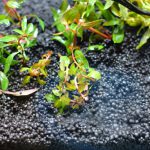 植栽直後 ルドウィジア　セネガレンシス